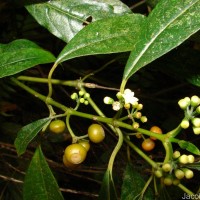 Urophyllum ceylanicum (Wight) Thwaites